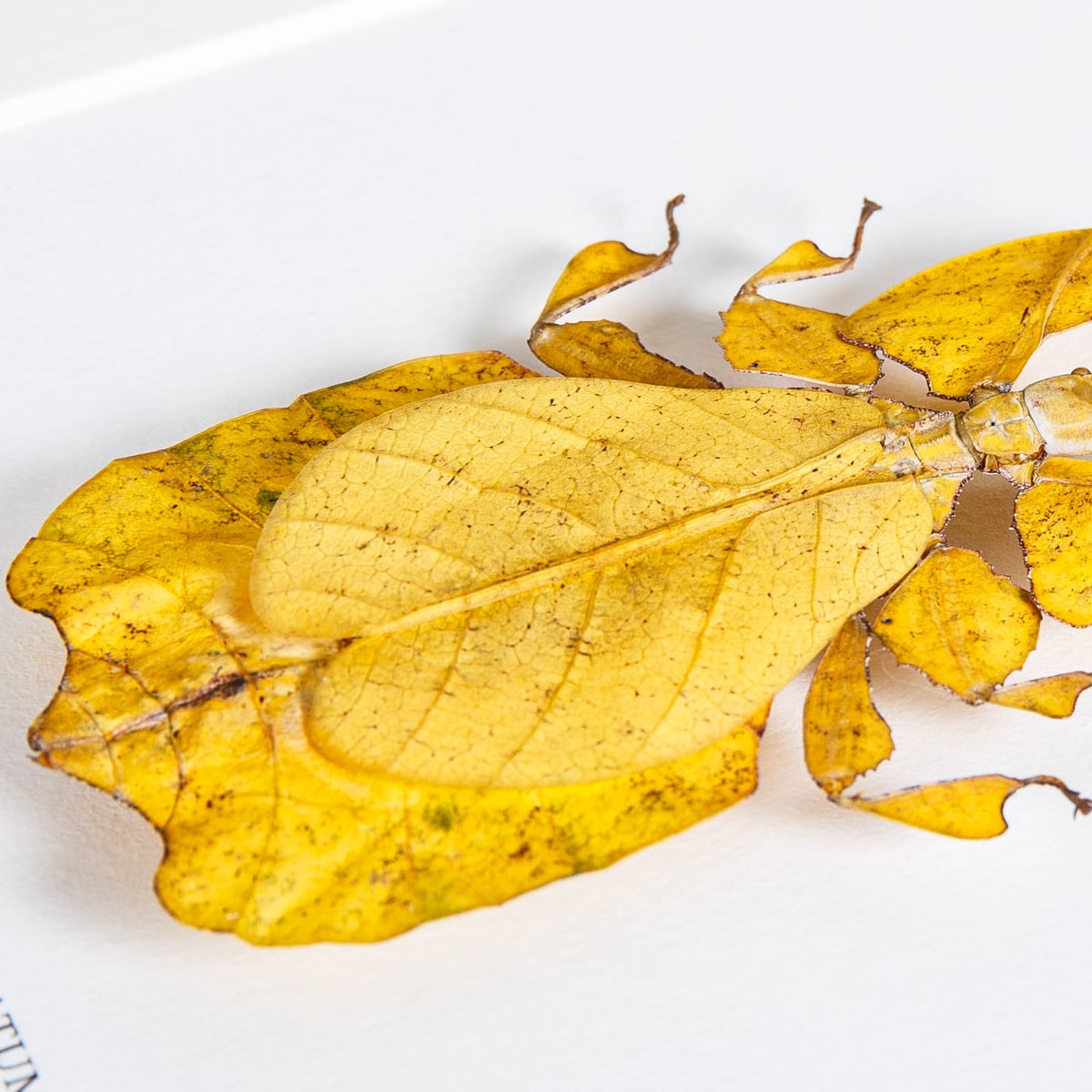 Gray's Leaf Insect Yellow Form in Box Frame (Phyllium bioculatum)